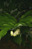 Polygonatum x hybridum RCP5-06 260.jpg